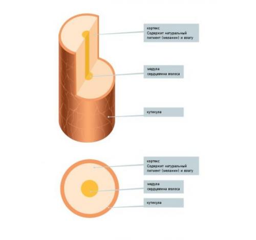 Секущиеся волосы. Почему секутся волосы: в чем проблема, как лечить?