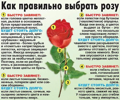 Как сохранить срезанные розы. Как сохранить букет роз в вазе свежим длительное время?