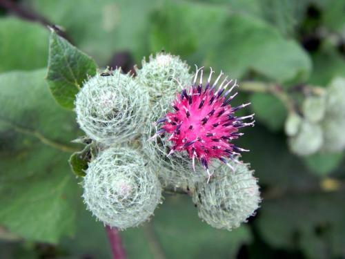 Репейное масло с красным перцем для бровей. Репейное масло для бровей: описание