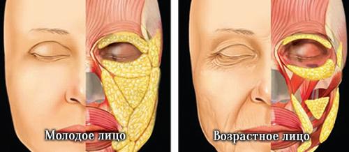 Темные круги под глазами печень. Возрастные изменения и темные круги под глазами