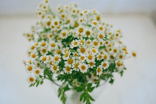 Как отрастить брови после татуажа. Как быстро отрастить брови после татуажа