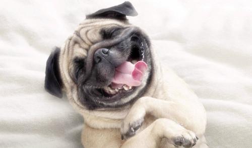 Люблю смеяться цитаты.