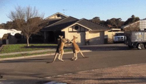 Что нельзя делать в Австралии туристу. Чего не стоит делать в Австралии