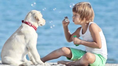 Как уговорить родителей завести собаку. Преимущества жизни с собакой