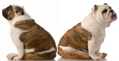 СТРОПТИВАЯ женщина это кто. Что такое строптивость?