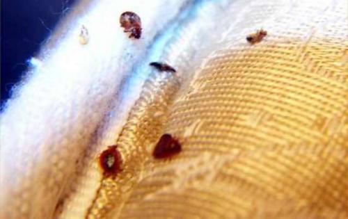 Девушки 18 века. 10 неприятных фактов о 18-м веке