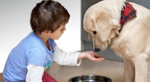 Как уговорить родителей завести собаку. Преимущества жизни с собакой