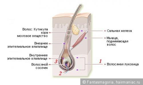 Кудрявые волосы. Минипост Почему кудри вьются? В чем отличие кудрявых волос от прямых и волнистых?