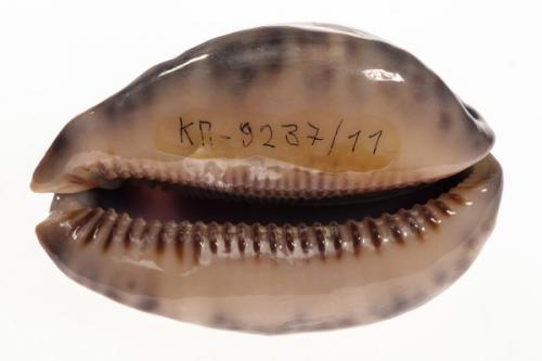 Арабская каури. СОКМ КП-9237/11 ПБП-44/11 Раковина. Арабская каури. Mauritia arabica