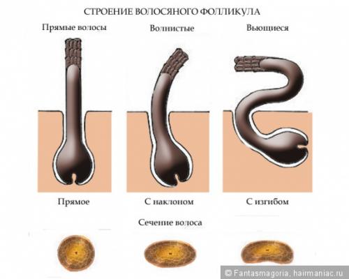 Кудрявые волосы. Минипост Почему кудри вьются? В чем отличие кудрявых волос от прямых и волнистых?