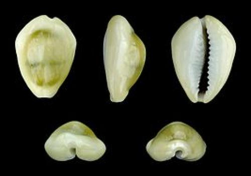 Каури монета. Из Википедии — свободной энциклопедии