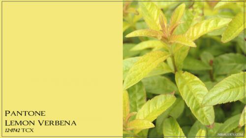 Модные цвета Весна Лето 2019 Пантон. Модные цвета Panton Весна — Лето 2019