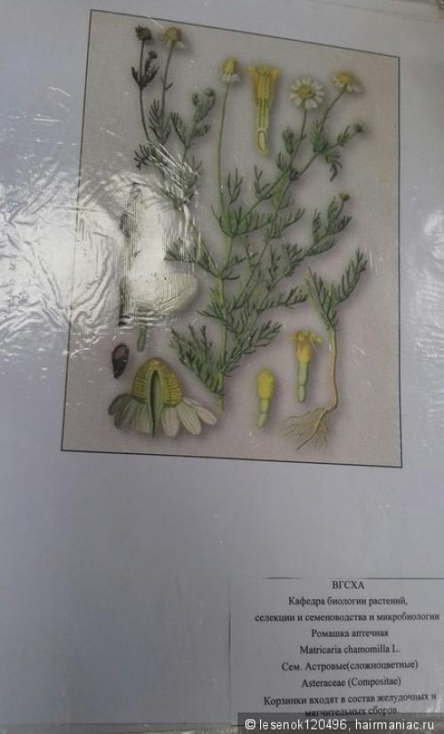 Можно ли добавлять отвар из березовых листьев в шампунь или маску для волос. Отвары растений для ополаскивания волос. Привет с агрономического