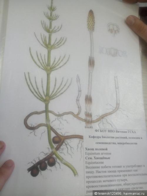 Полезные травы для здоровья и красоты волос. Отвары растений для ополаскивания волос. Привет с агрономического