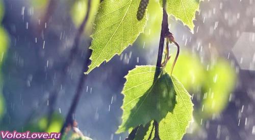 Как часто рекомендуется применять березовый сок для волос. Применение берёзы для волос