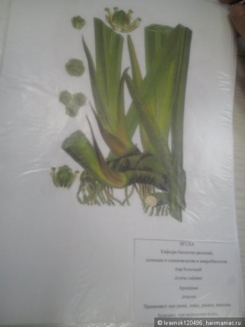 Полезные травы для здоровья и красоты волос. Отвары растений для ополаскивания волос. Привет с агрономического