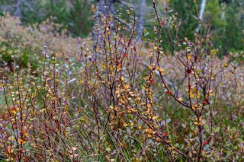 В чем разница между молодыми и старыми листьями березы. Какие бывают берёзы?