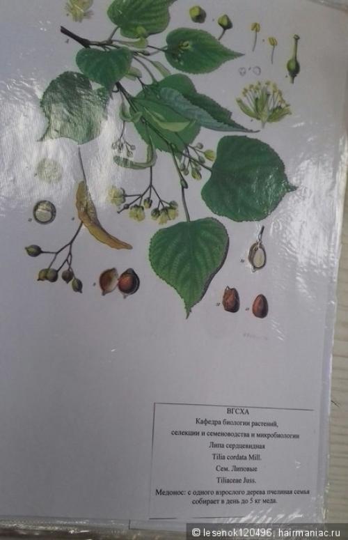 Можно ли добавлять отвар из березовых листьев в шампунь или маску для волос. Отвары растений для ополаскивания волос. Привет с агрономического