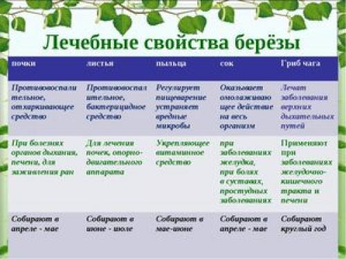 Отвар из березовых листьев для роста волос: простой рецепт для здоровой шевелюры 01