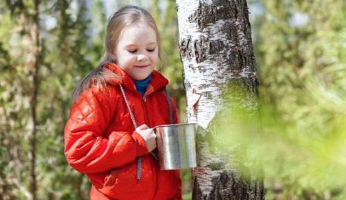 Можно ли добавлять березовый сок в шампуни или маски для волос. Березовый сок в косметологии