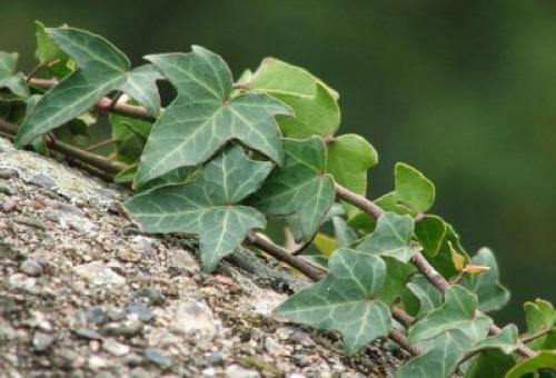 Как берёзовый отвар влияет на рост волос. Природа в помощь: какие травы для роста и укрепления волос использовать в домашних условиях?