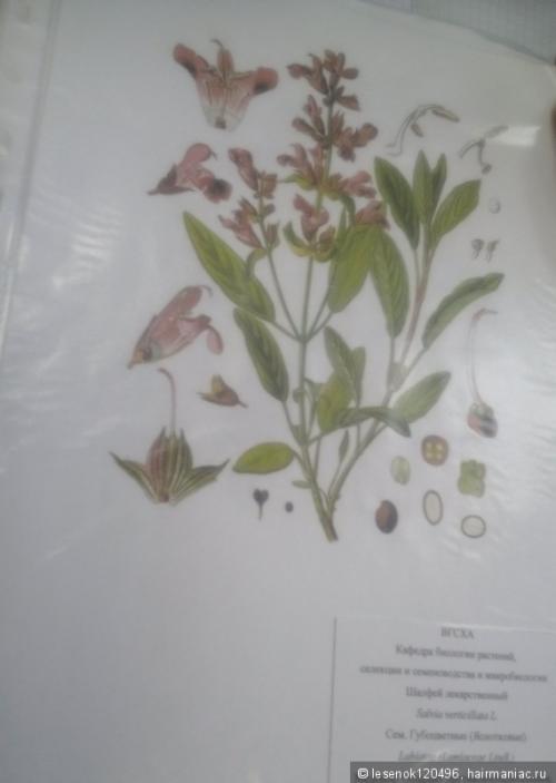 Полезные травы для здоровья и красоты волос. Отвары растений для ополаскивания волос. Привет с агрономического