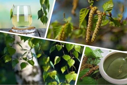 В чем заключается польза березовых листьев для сухих или поврежденных волос. Береза для лечения волос