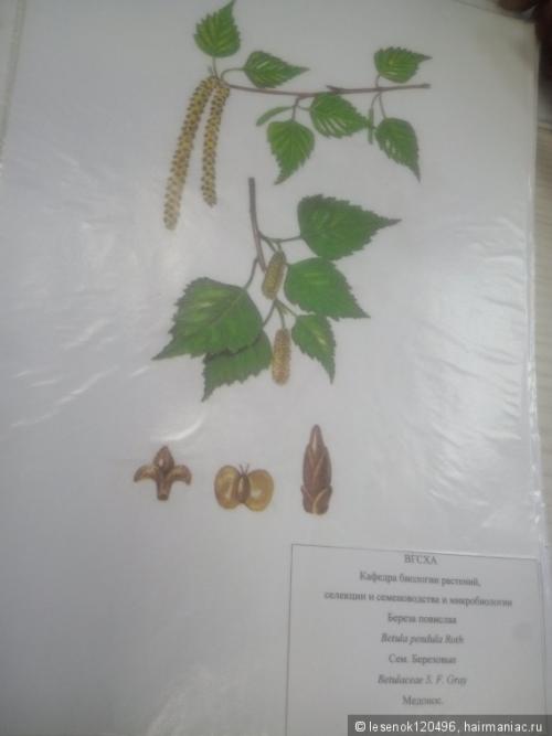 Подходит ли берёзовый отвар для всех типов волос. Отвары растений для ополаскивания волос. Привет с агрономического