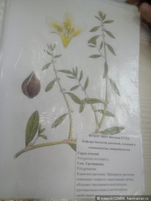 Можно ли добавлять отвар из березовых листьев в шампунь или маску для волос. Отвары растений для ополаскивания волос. Привет с агрономического