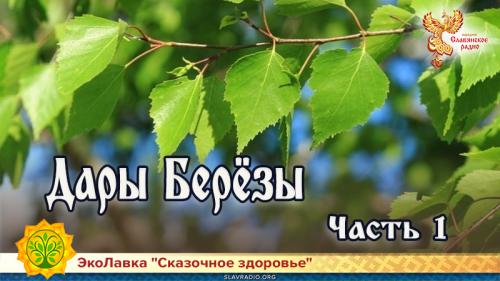 Отвар березовых листьев для волос. Дары Берёзы. Часть 1