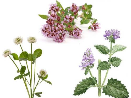 Натуральные отвары для здоровья волос: как правильно использовать растения для ополаскивания 05 Натуральные отвары для здоровья волос: как правильно использовать растения для ополаскивания 05