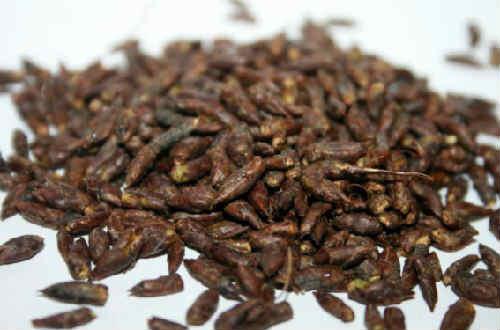 Какие активные компоненты в березовых почках полезны для волос. Березовые почки — полезные свойства и противопоказания, как принимать