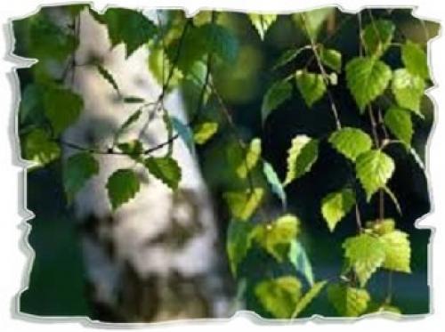 Как выбрать качественные листья берёзы для приготовления средств для волос. Береза для лечения волос