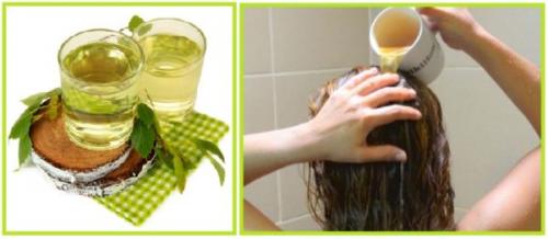 Как часто можно использовать березовый отвар для волос. Береза для лечения волос