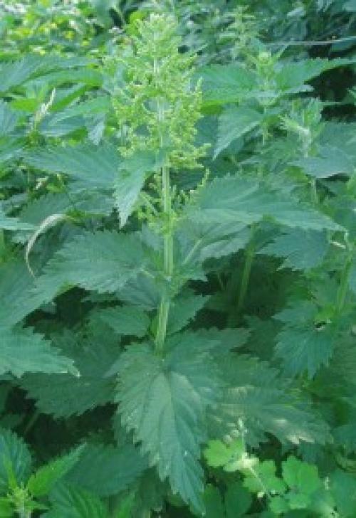 Как часто нужно применять крапиву, чтобы ускорить рост волос. Характеристика крапивы