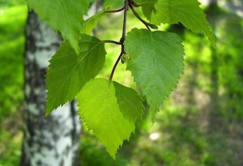 Почему ополаскивание почками березы полезно для волос. Полезные свойства листьев березы