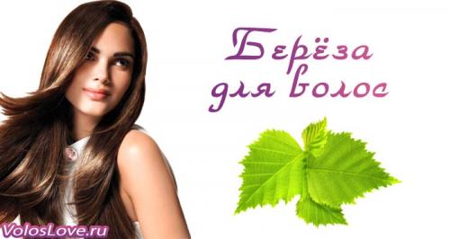 Какие рецепты масок и ополаскивателей для волос можно сделать из листьев берёзы. Листья берёзы для волос – отвар, настой, ополаскивание и маски