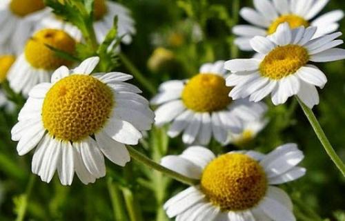 Как часто можно применять листья берёзы для волос. Шишки хмеля для волос