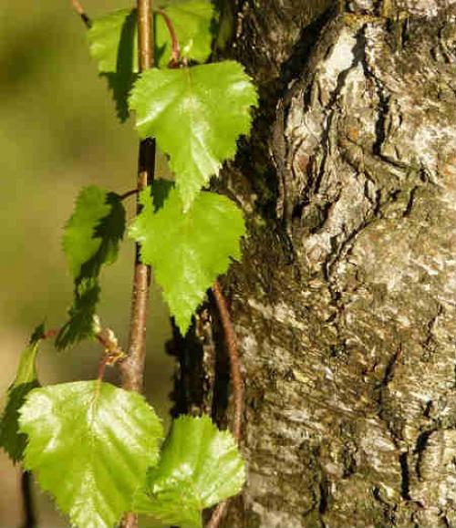 Какие полезные свойства березовых листьев способствуют женской красоте. Применение листьев березы