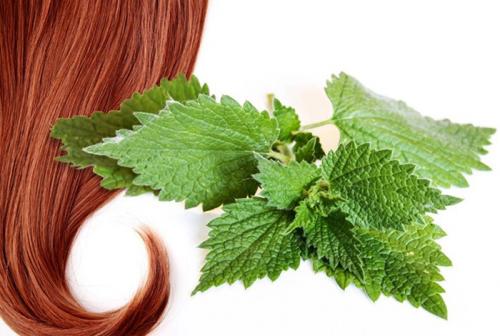 Есть ли противопоказания для использования крапивы на волосах. Негативное влияние крапивы на волосы