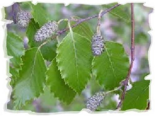 Как часто можно использовать березовый отвар для волос. Береза для лечения волос