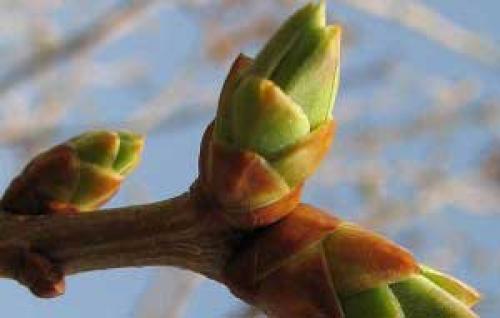 Как приготовить ополаскиватель для волос из почек березы. Инструкция по применению