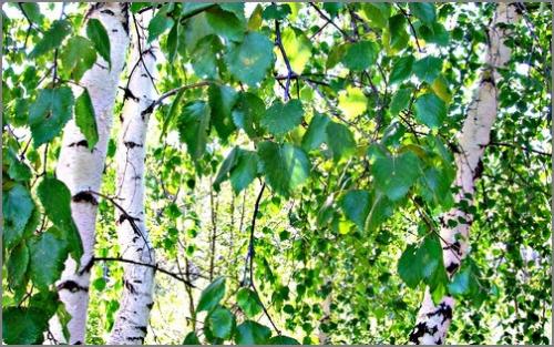 Как часто можно использовать березовый отвар для волос. Береза для лечения волос