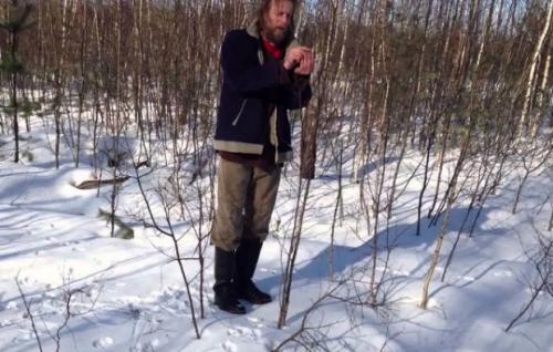 Как применять березовые почки для здоровья и красоты волос 16