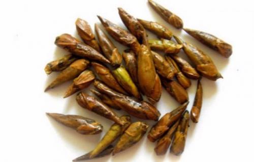 Как применять березовые почки для здоровья и красоты волос 17