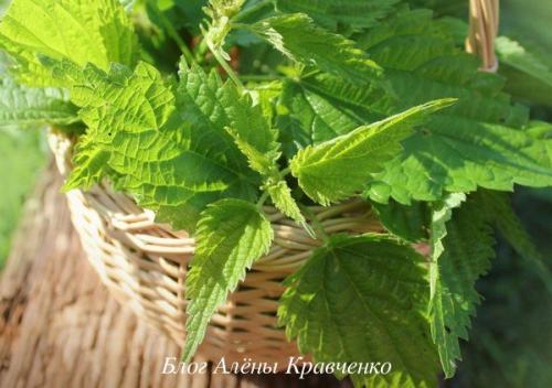 Какую пользу женской красоте могут принести листья березы: полезные свойства и рецепты 09