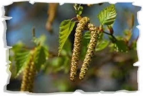 Можно ли использовать березовые почки для волос в домашних условиях. Береза для лечения волос