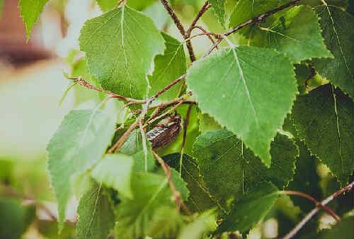 Какие полезные свойства березовых листьев способствуют женской красоте. Применение листьев березы
