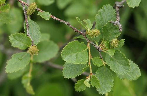 Какие целебные свойства березовых листьев и коры и как их применять. Береза — лечебные свойства и применение