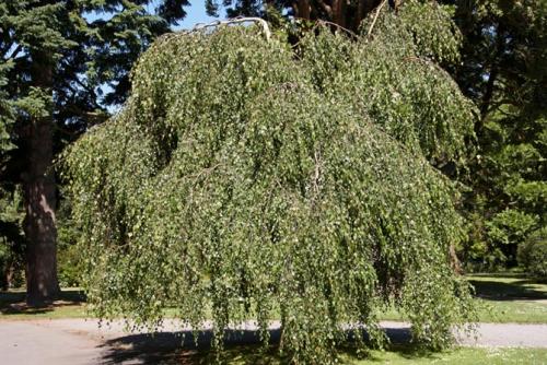 Какие целебные свойства березовых листьев и коры и как их применять. Береза — лечебные свойства и применение